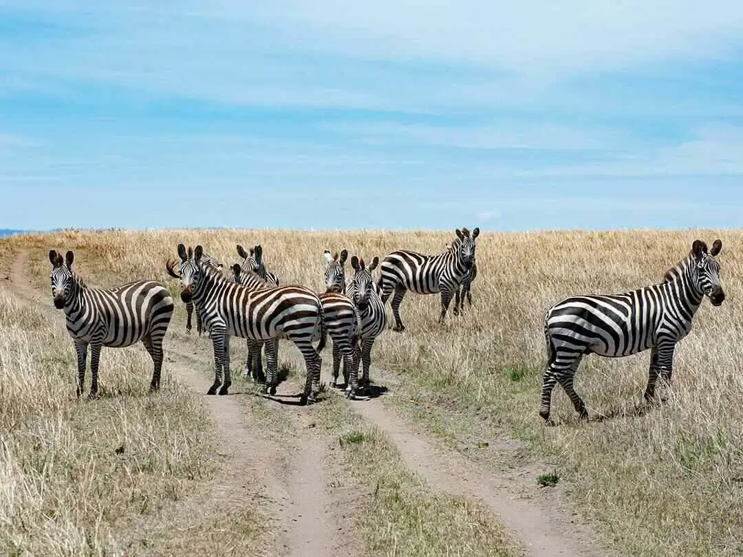 zebras on road in masai